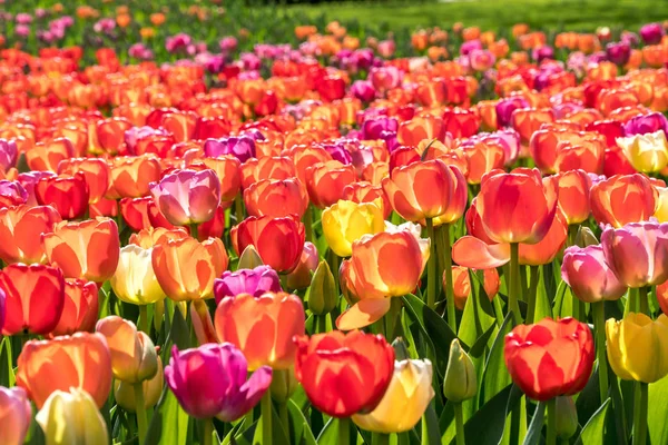 Mnoho Barevné Tulipány Zahradě — Stock fotografie