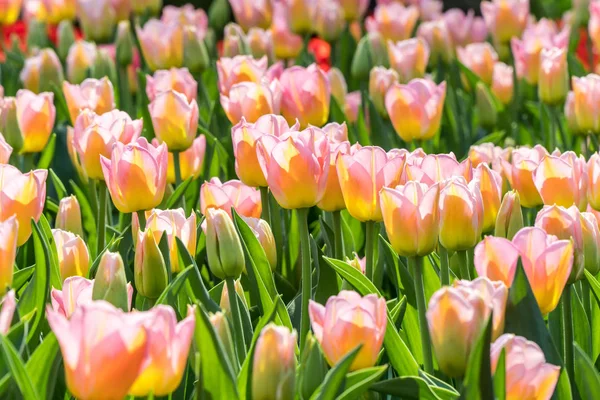 Many Pink Tulips Garden — Stock Photo, Image