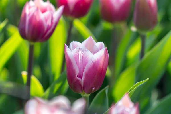Nice Tulipan Fioletowy Biały Ogrodzie — Zdjęcie stockowe