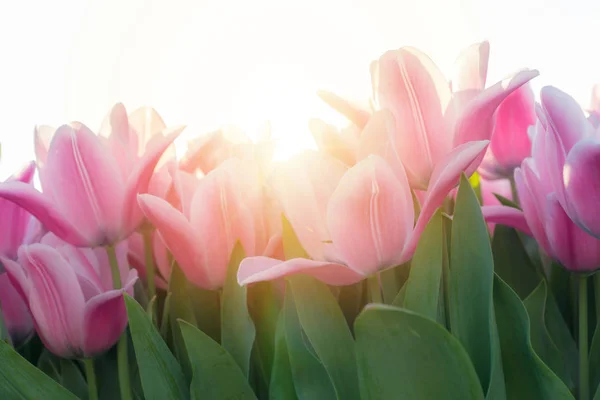 Różowe Tulipany Słońcu Ogród — Zdjęcie stockowe