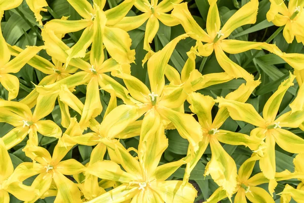 Top Van Een Groep Van Mooie Gele Tulpen Een Tuin — Stockfoto