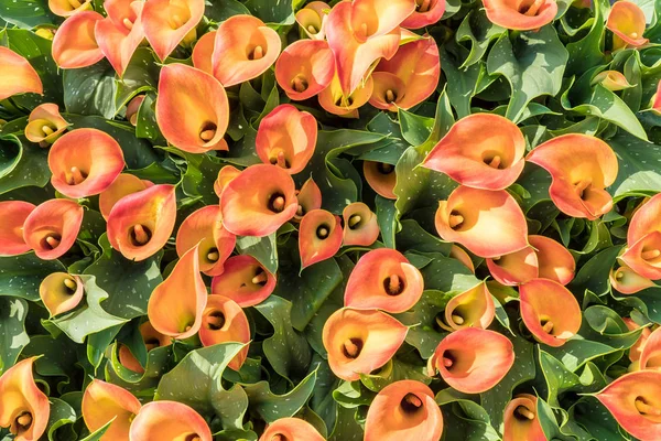 Top Group Calla Garden Zantedeschia Aethiopica — Stock Photo, Image