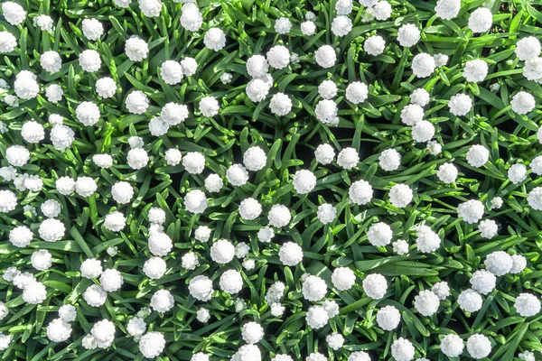 Top Van Prachtige Witte Kleine Bloemen Een Tuin — Stockfoto