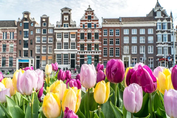 Tradycyjnych Starych Budynków Amsterdam Kolorowe Tulipany Holandia — Zdjęcie stockowe