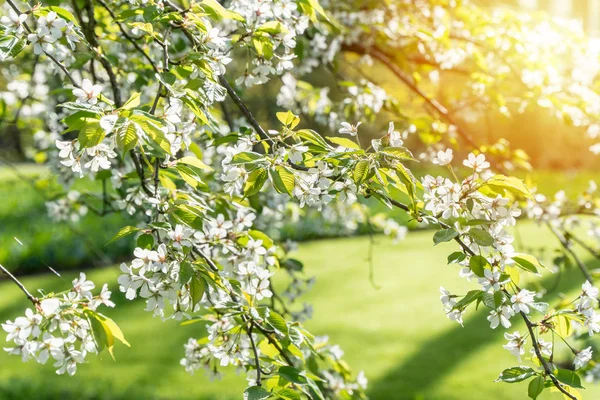 Boom Met Witte Bloemen Een Prachtige Tuin — Stockfoto