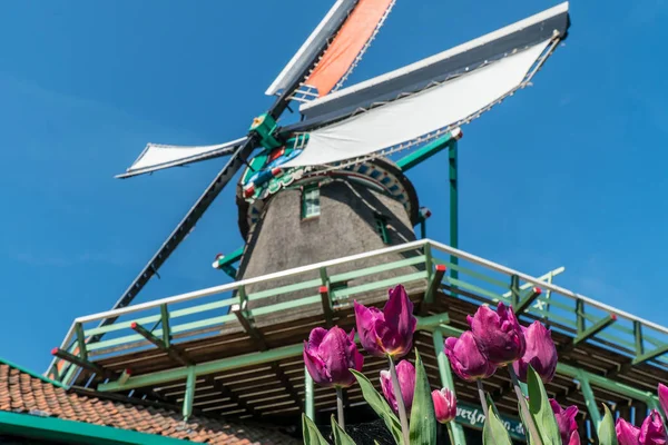 Fioletowe Tulipany Wiatrak Holandii — Zdjęcie stockowe