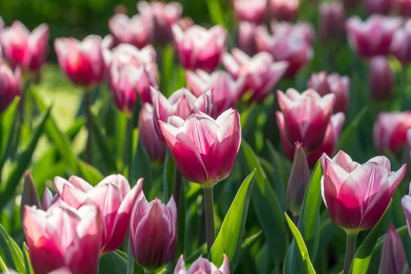 Schöne Weiße Und Lila Tulpen Einem Garten — Stockfoto