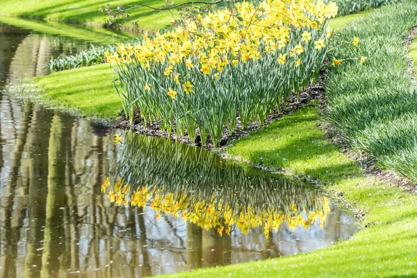 Yellow Flowers Lake Nice Garden — Stock Photo, Image