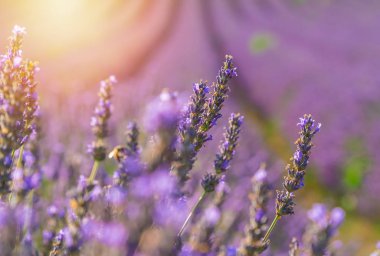 Valensole, Provence, Fransa yakın yaz aylarında mor Lavanta Çiçekler closeup çalılar