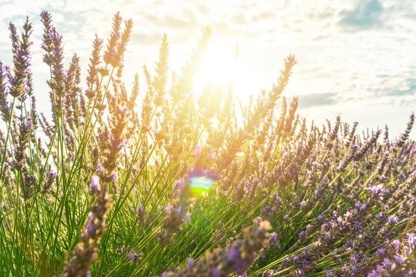 Arbustos de close-up de flores de lavanda no verão perto de Valensole em Provence, França — Fotografia de Stock