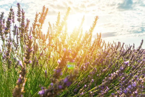 Arbustos de close-up de flores de lavanda no verão perto de Valensole na Provença — Fotografia de Stock