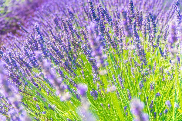 Gros buissons de fleurs de lavande en été près de Valensole, France — Photo