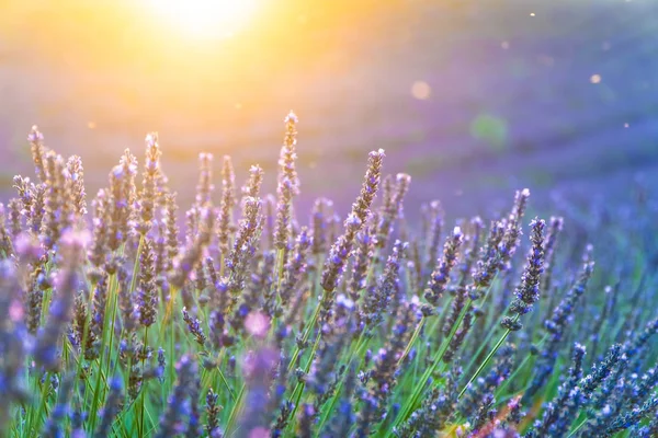 Closeup bushes of purple lavender flowers in summer in Valensole - Provence