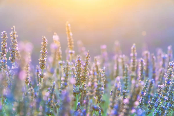 Arbustos de close-up de flores de lavanda roxa no verão em Valensole, Provence, França — Fotografia de Stock