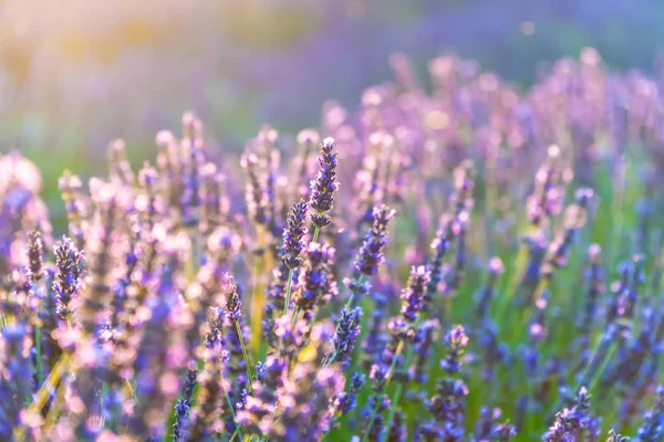 Arbustos de close-up de flores de lavanda roxa no verão perto de Valensole, França — Fotografia de Stock