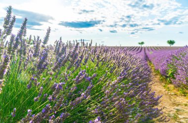 Günbatımında Lavender alanı, arka planda yalnız ağaçlar