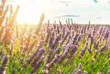 Valensole içinde closeup lavanta alan yaz günbatımı manzara