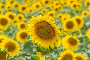 Valensole yakınında çiçeklenme ayçiçeği alanı