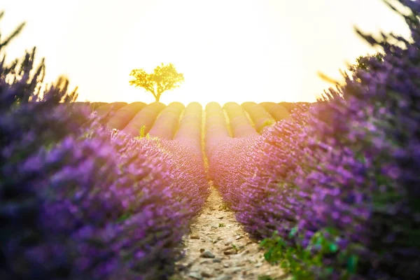 Campo de lavanda close-up ao pôr-do-sol com árvore solitária no fundo e nascer do sol . — Fotografia de Stock