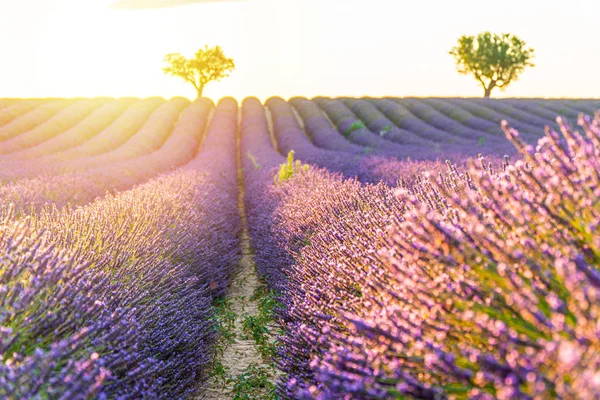 Campo de lavanda close-up ao pôr do sol, árvores solitárias no fundo com raios de sol — Fotografia de Stock