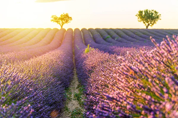 Campo de lavanda close-up ao pôr do sol, árvores solitárias no fundo com raios de sol — Fotografia de Stock