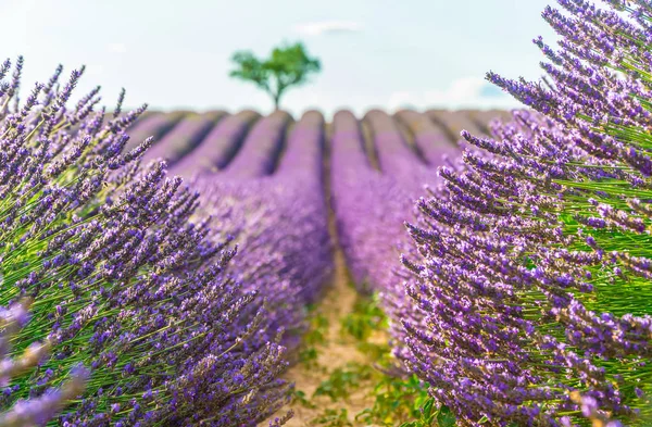 Closeup lavanda campo ao pôr do sol, árvores solitárias no fundo — Fotografia de Stock