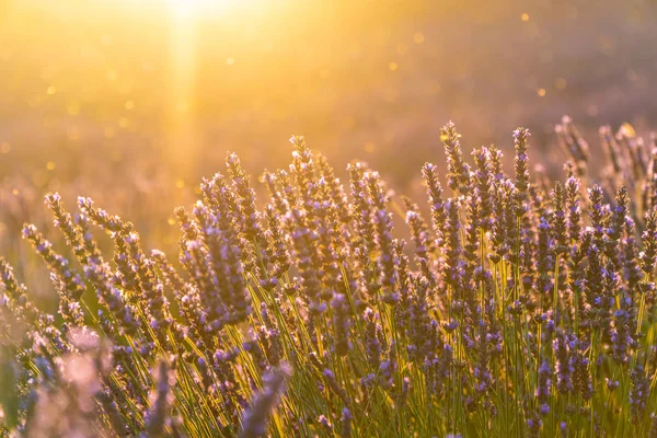 Closeup lavanda campo verão pôr do sol paisagem perto de Valensole — Fotografia de Stock