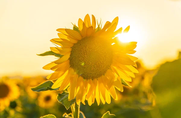 Field of blooming sunflowers on a background sunset in Valensole — Stock Photo, Image