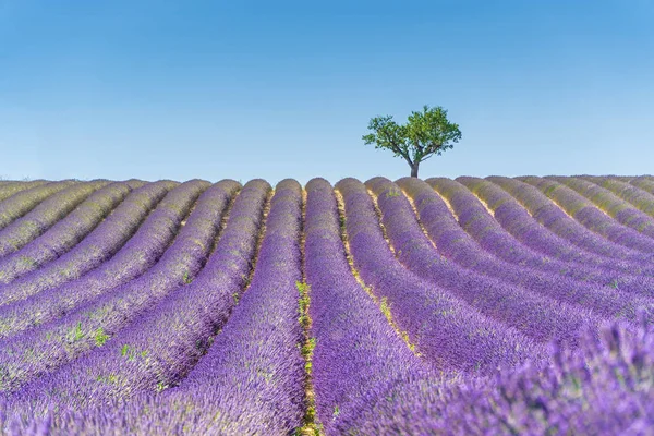 Campo de lavanda ao pôr-do-sol, árvore solitária ao fundo. Planalto de Valensole — Fotografia de Stock