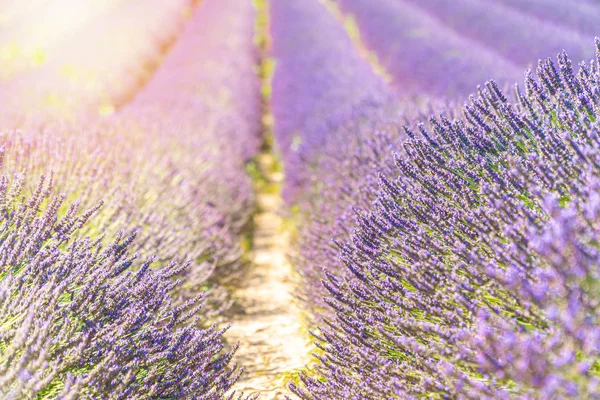 Campo de lavanda verão pôr do sol paisagem perto de Valensole — Fotografia de Stock