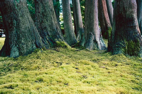 일본 의차 정원의 푸른 초목, 샌프란시스코. — 스톡 사진
