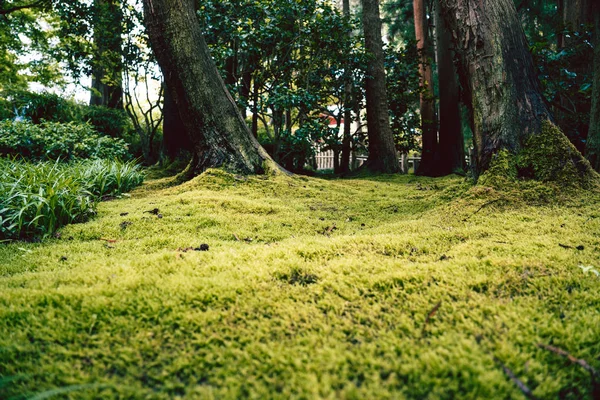 A green undergrowth in the Japanese Tea Garden. — Stockfoto