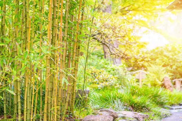 日光の当たる日本茶園の竹. — ストック写真