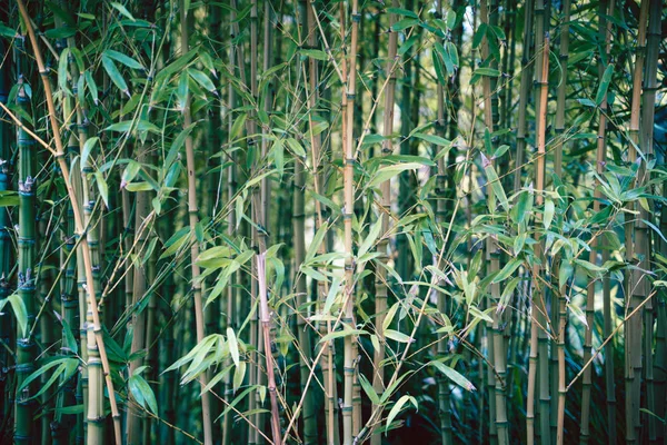 Árvores de bambu no jardim de chá japonês . — Fotografia de Stock