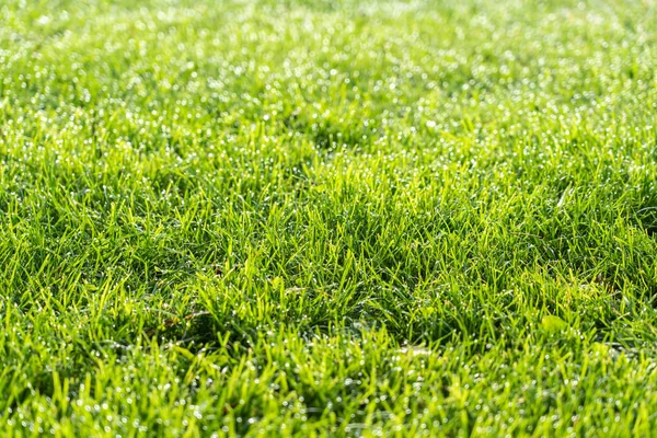 Textuur van de weideachtergrond — Stockfoto