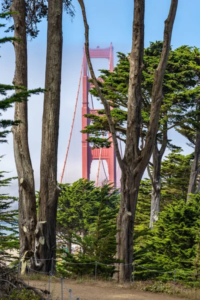 Utsikt över Golden Gate Bridge inramad av träd vid Presidio Park. — Stockfoto