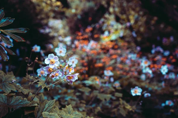Schöner Garten mit Blumen, Grunge-Effekt — Stockfoto
