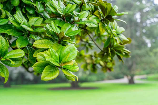 Beautiful green garden with rain drops on leaves — Stock Photo, Image