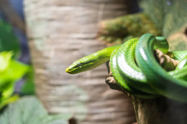 Krásný zelený had na větvi — Stock fotografie