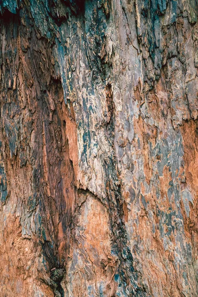 Blå och rött träd struktur bakgrund — Stockfoto