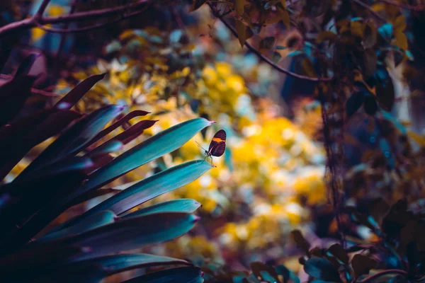 Vue rapprochée de la nature papillon sur une plante dans la forêt — Photo