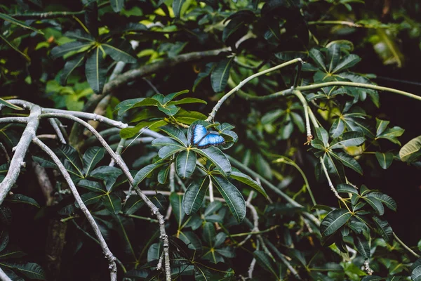 Zbliżenie natura widok piękny motyl w lesie — Zdjęcie stockowe