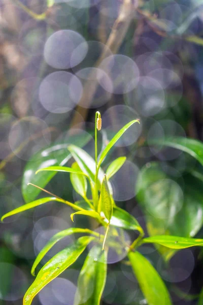 Close-up natuur uitzicht van groen blad en bloem in de tuin — Stockfoto