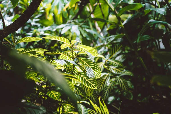 Close-up natuur uitzicht op groen blad in de tuin in de zomer onder zonlicht — Stockfoto