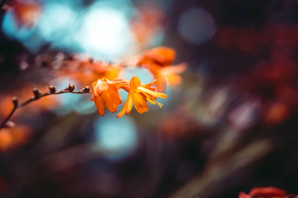 Primo piano di un bellissimo fiore arancione con effetto bokeh — Foto Stock