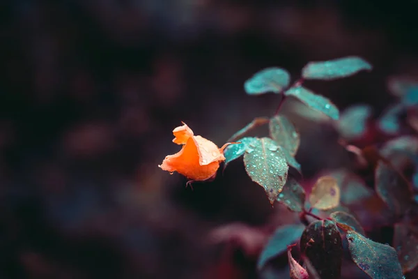 Nahaufnahme einer schönen Rose in einem Garten — Stockfoto