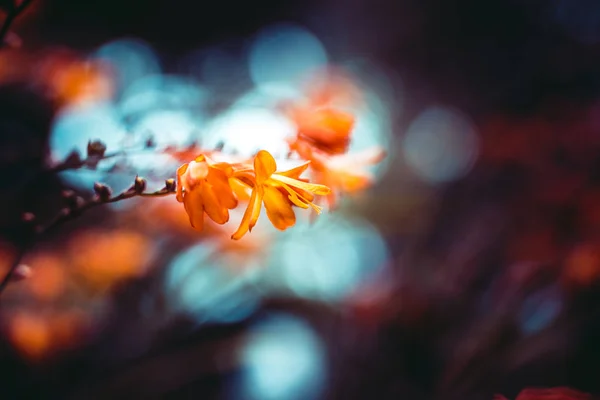 Gros plan d'une fleur orange avec effet bokeh — Photo