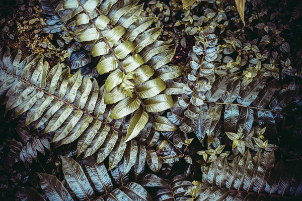 Creative układ składa się z zielonych liści. Leżał z płaskim. Koncepcja natura — Zdjęcie stockowe