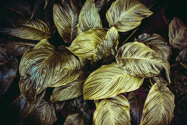 Kreatywny układ wykonany z zielonych liści. Płaskie łoże, natura — Zdjęcie stockowe