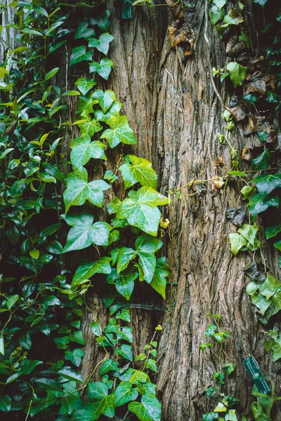 Planta de hera em uma árvore — Fotografia de Stock